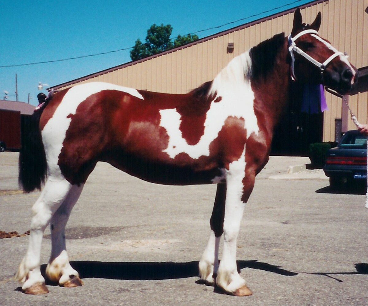 Paint Draft Horses For Sale